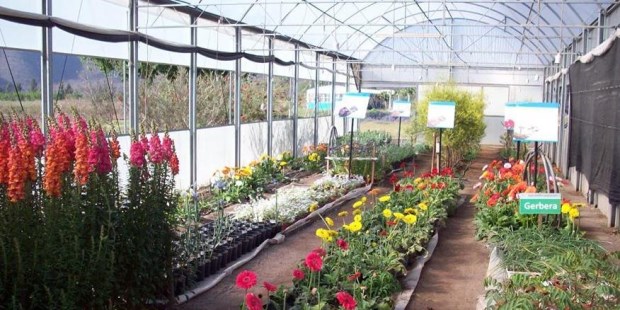 Floricultura